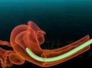 受精卵着床会有哪些反应